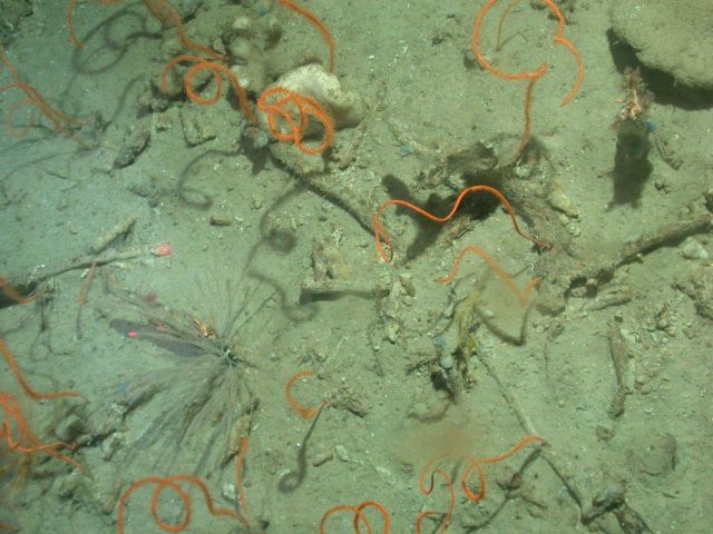 Deep sea coral Picture