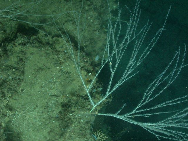 Deep sea coral. Picture