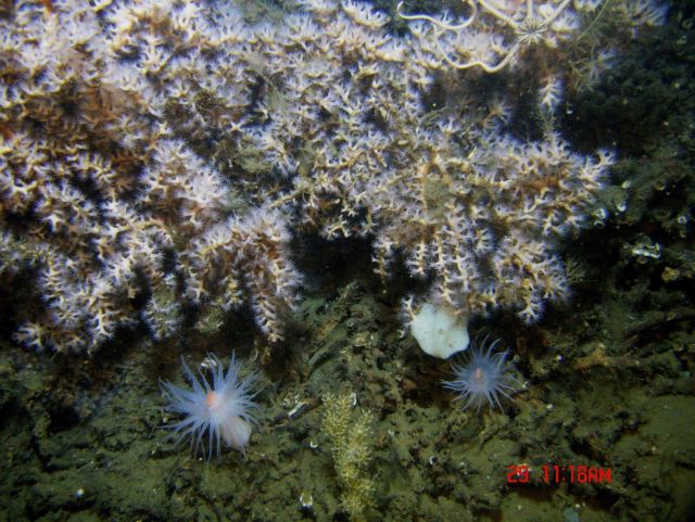 Deep sea coral. Picture