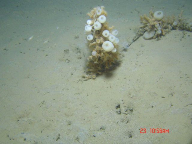 Zooanthids and stalked sponges colonize a dead coral bush. Picture