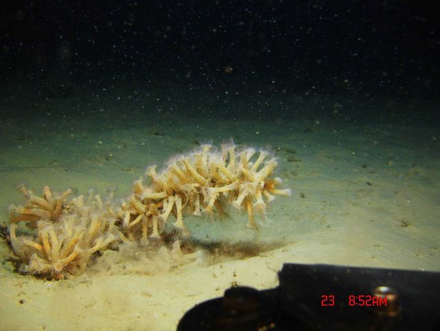Zooanthids on a dead coral bush. Picture