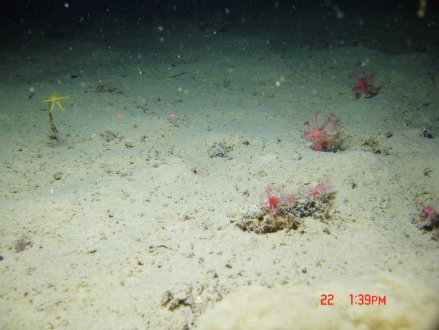 A yellow sea lily stalked crinoid and a number of anthomastus corals. Picture