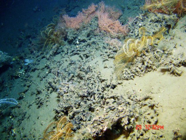 Coral rubble, yellow feather star crinoids, and a red coral bushes. Picture