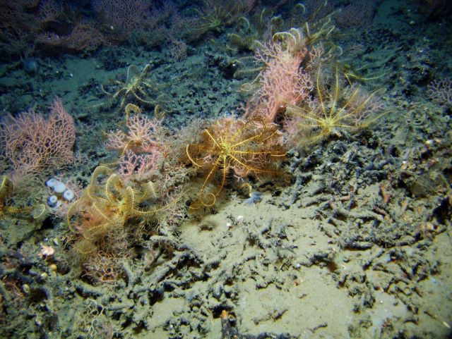 Coral rubble, yellow feather star crinoids, and a red coral bushes Picture