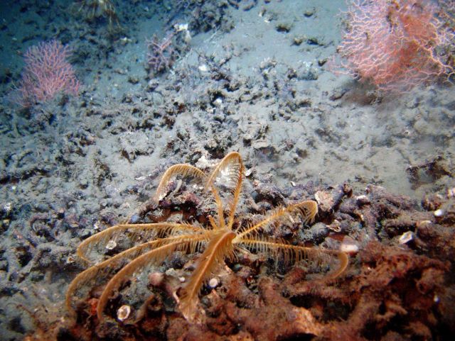 A large yellow and orange feather star crinoid atop a local topographic high, some tube worms, and red coral bushes. Picture