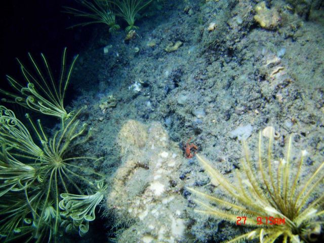 Yellow feather star crinoids are the dominant biota in this image. Picture