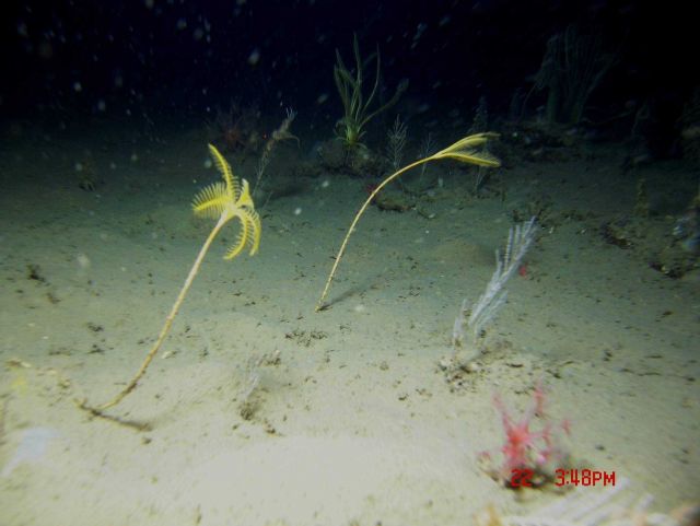 Two yellow sea lily stalked crinoids, a red anthomastus coral, small bamboo corals, and a yellow feather star crinoid in the background. Picture