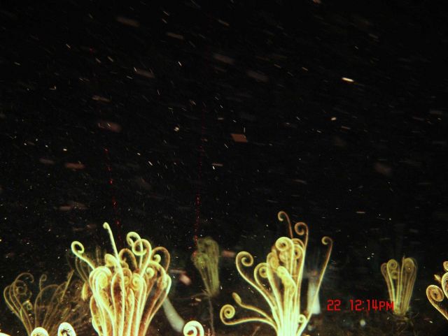 Yellow feather star crinoids in a high current area. Picture