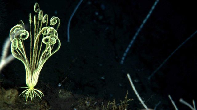 A yellow feather star crinoid in a field of bamboo whip corals. Picture