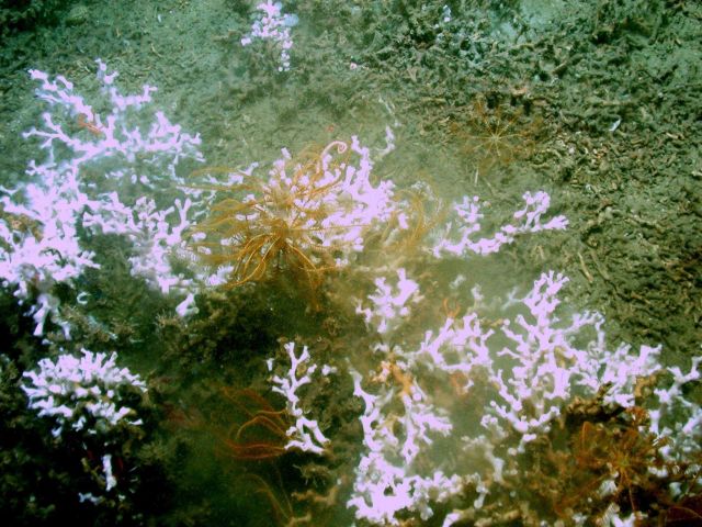 Yellow-orange feather star crinoids in a lophelia pertusa patch Picture