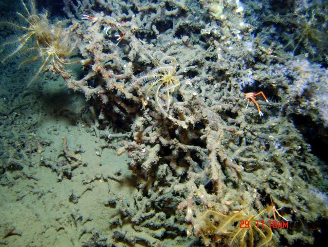 Swimming red holothurian. Picture