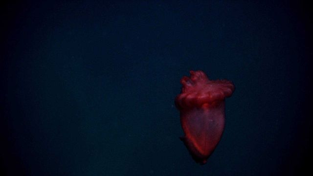 Swimming red holothurian. Picture