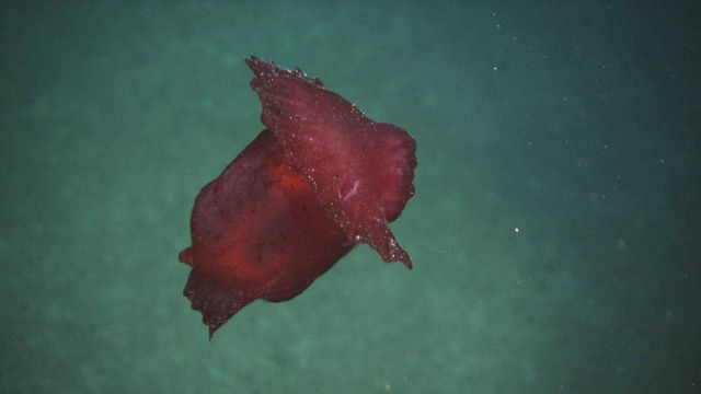 Swimming red holothurian. Picture