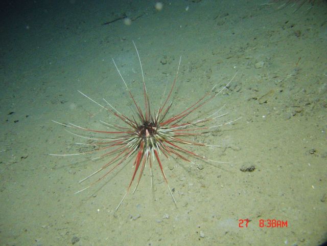 A large red and white urchin with very long spines (Coelopleurus floridanus). Picture