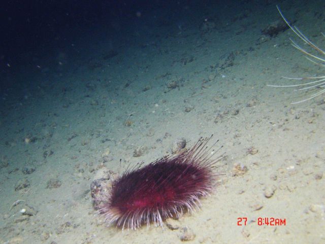 A red urchin. Picture