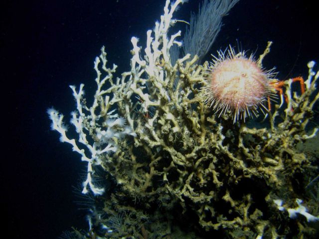A sea urchin perched on a Lophelia pertusa cluster. Picture