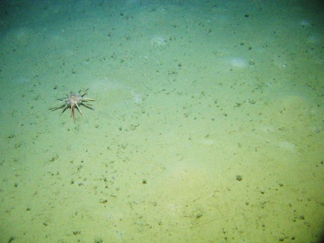 A pencil urchin on the seafloor. Picture