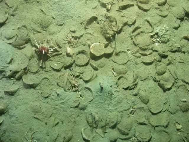 A large pencil urchin, a small pencil urchin, a small lithodid crab, numerous dead clam shells, and maybe one live clam. Picture