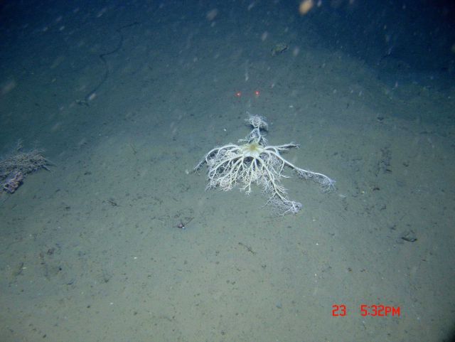 A large basket star and a yellow crinoid. Picture