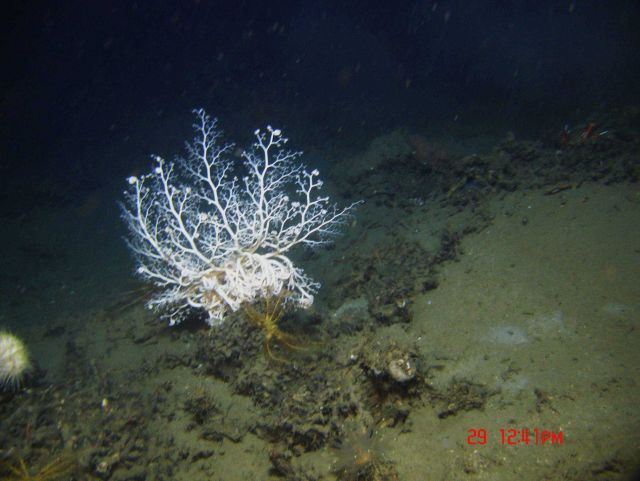 A large basket star and a yellow crinoid. Picture
