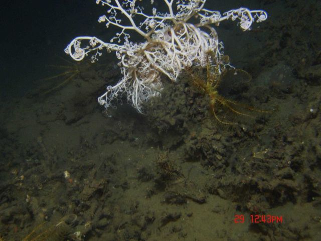 A large basket star and a yellow crinoid. Picture