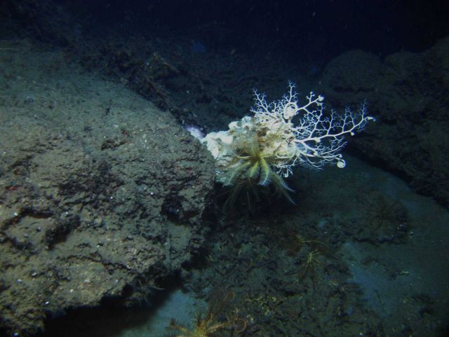 A large basket star and a yellow crinoid. Picture