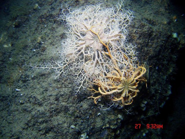 Two intertwined basket stars - one white and one yellow. Picture