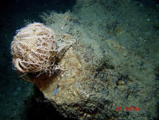 A large basket star. Picture