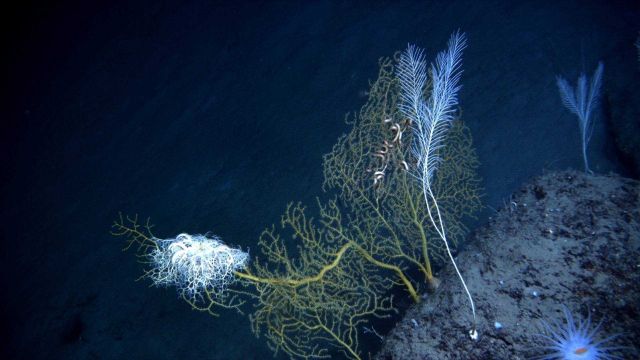 A large basket star seemingly defying gravity on the branch of a paramuricid coral Picture