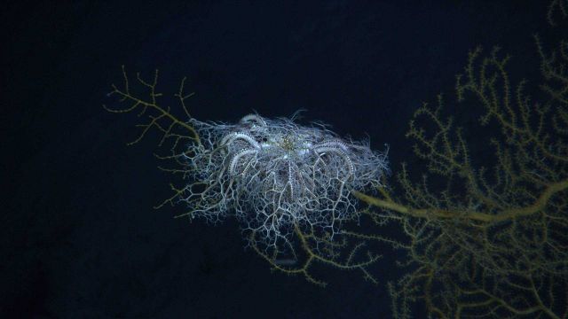 A large basket star seemingly defying gravity on the branch of a paramuricid coral. Picture