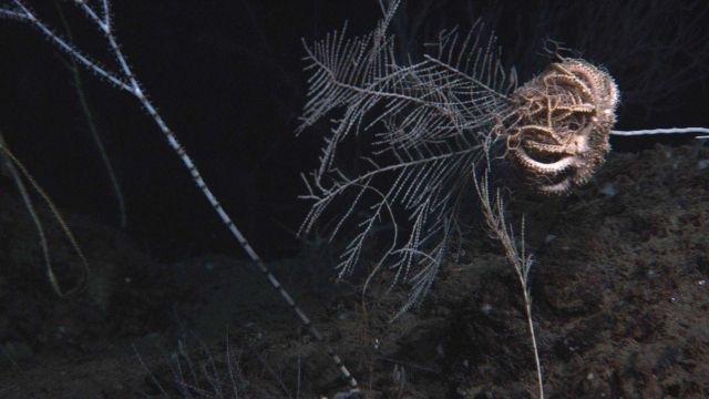 A bamboo coral to the left, a large basket star on a Callogorgia americana coral on the right. Picture