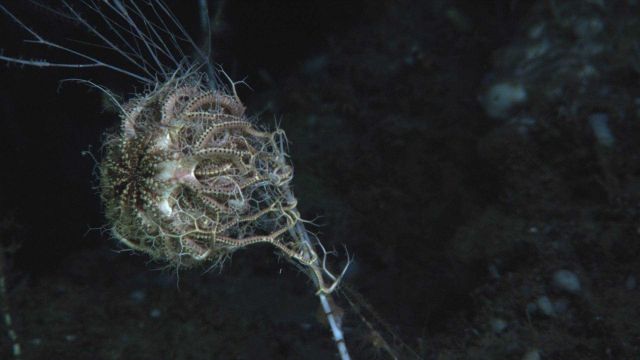 A basket star on a bamboo coral. Picture