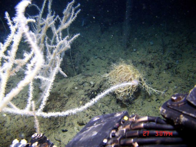 Deep sea coral, Leiopathes glaberrima, and large basket star on sea floor. Picture