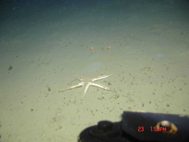 A large white sea star on a mud bottom. Picture
