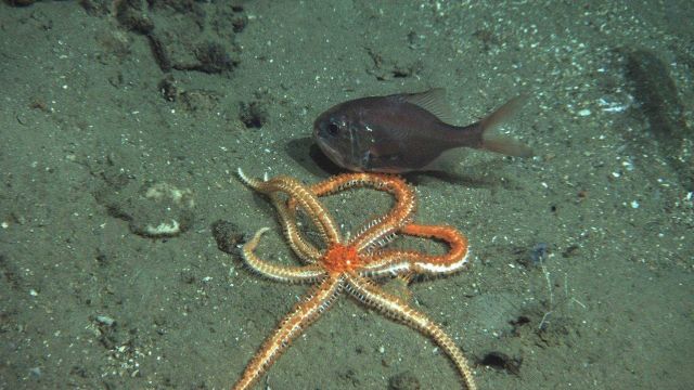 An Atlantic roughy interacting with a starfish Picture