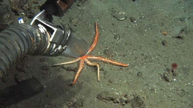 The sea star is left alone only to be sucked up by the vacuum sampling device on the ROV. Picture