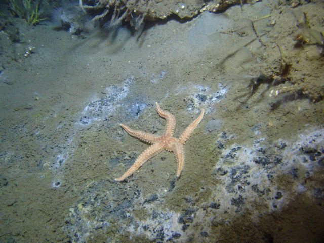 A sea star in a cold seep area. Picture