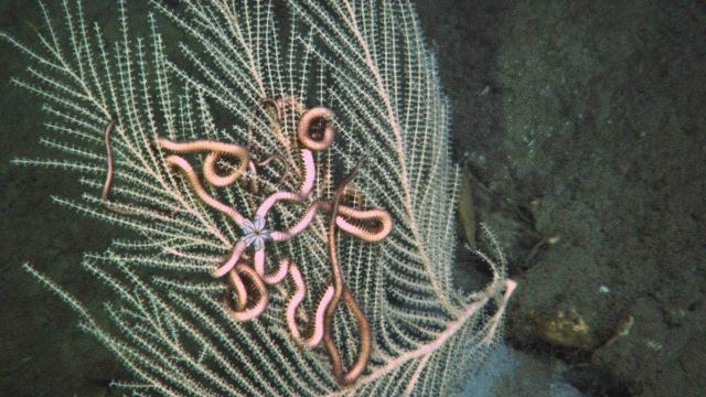 Deep sea coral Picture