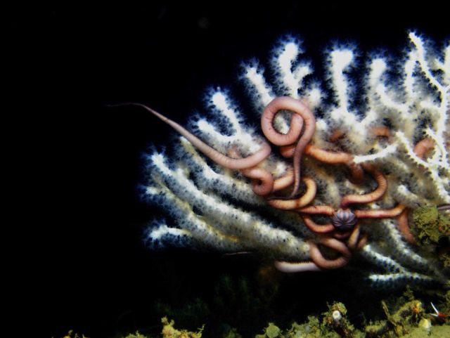 A large ophiuroid brittle star on a white paragorgia coral bush. Picture