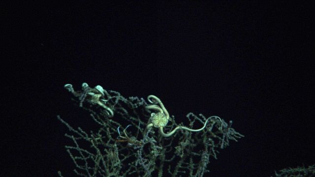 Two large brittle stars and a squat lobster on a coral bush covered with some sort of adhering material following the DWH oil spill. Picture