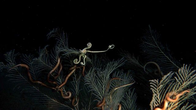 Two different species of brittle stars on a coral bush covered with dark material following the DWH oil spill. Picture