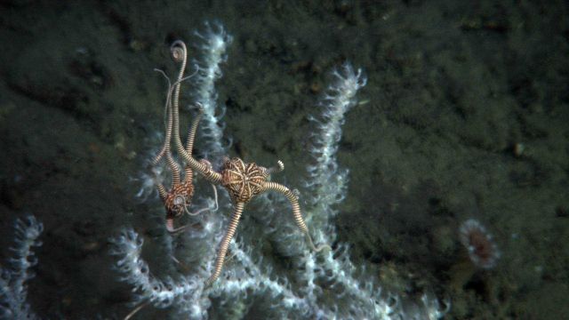 Two brittle stars on a white bamboo coral. Picture