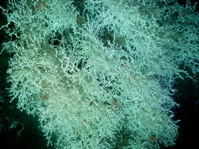 Deep sea coral Picture