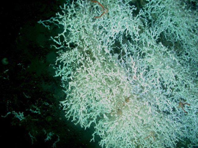 Deep sea coral Picture