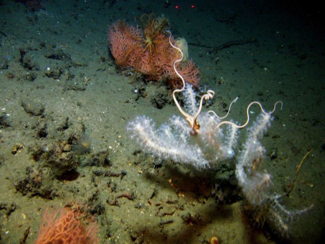 A large white brittle star on a white bamboo coral and an orange coral with a large feather star crinoid. Picture