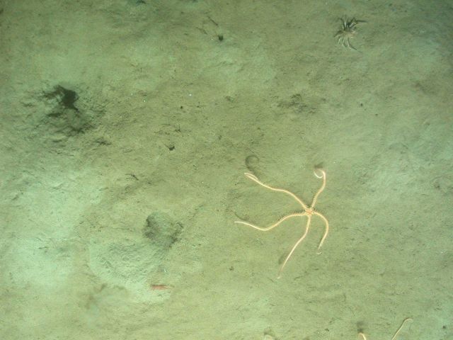 A crab, shrimp, and brittle star with arms extended upward on a mud substrate. Picture