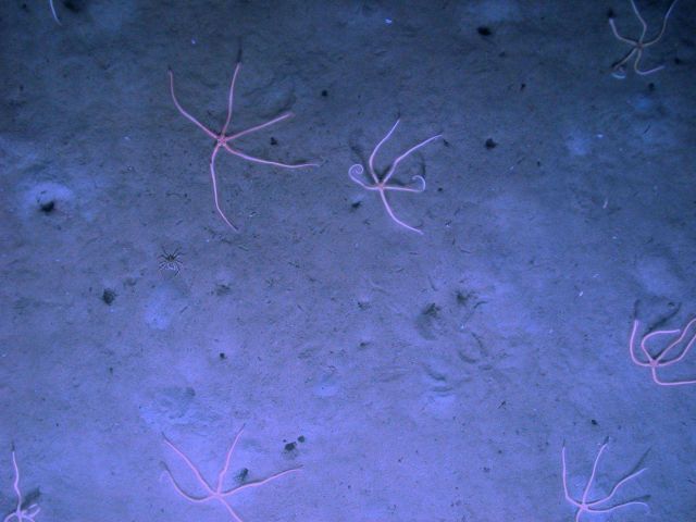 A small lithodid crab and a 