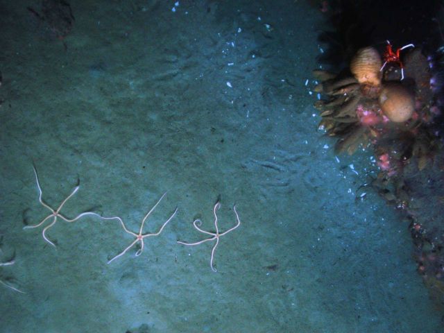 Three brittle stars oriented in a sub-parallel array Picture