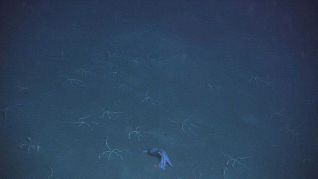 A lone squid on the seafloor amidst an army of brittle stars. Picture