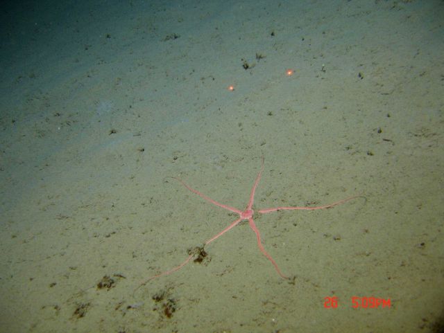 A large pink brittle star on a silty seafloor. Picture